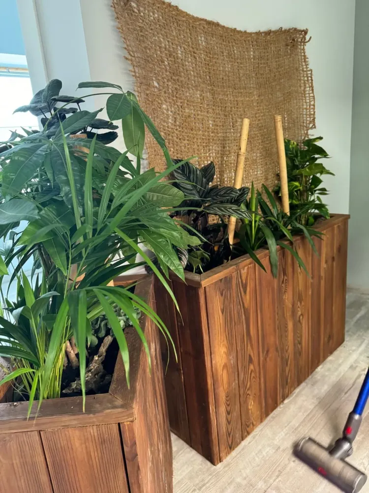 plantes exotiques